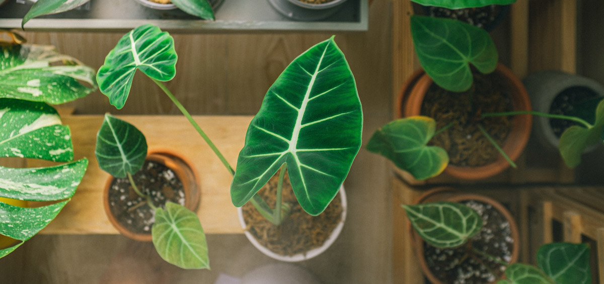 Cây trong nhà (Indoor plant) và thực trạng người chơi cây – 9X GARDEN Cây trong nhà (Indoor plant) và thực trạng người chơi cây - 9X GARDEN