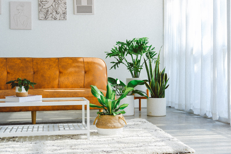 Cây trong nhà (Indoor plant) và thực trạng người chơi cây - 9X GARDEN