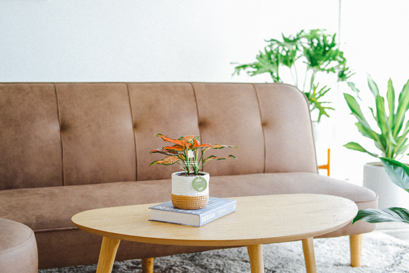 Cây trong nhà (Indoor plant) và thực trạng người chơi cây - 9X GARDEN