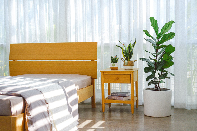 Cây trong nhà (Indoor plant) và thực trạng người chơi cây - 9X GARDEN