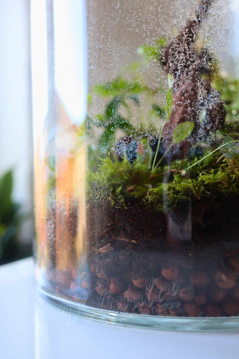 Chọn cây terrarium thế nào cho đúng