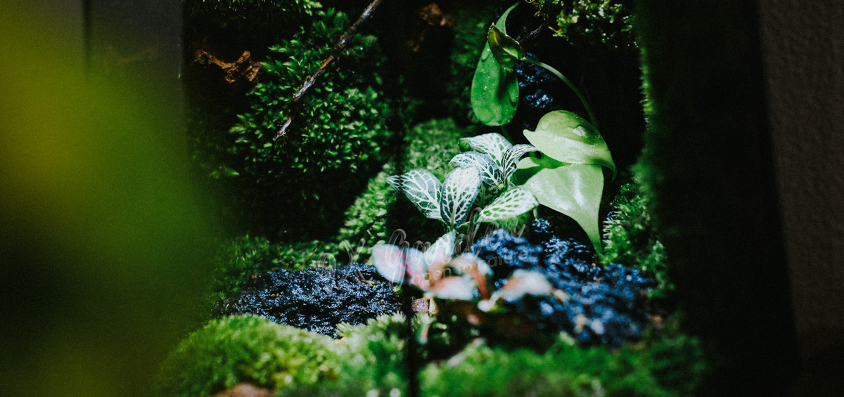 Terrarium Care & Tips: 10 sai lầm nhất định cần tránh! Terrarium Care & Tips: 10 sai lầm nhất định cần tránh!