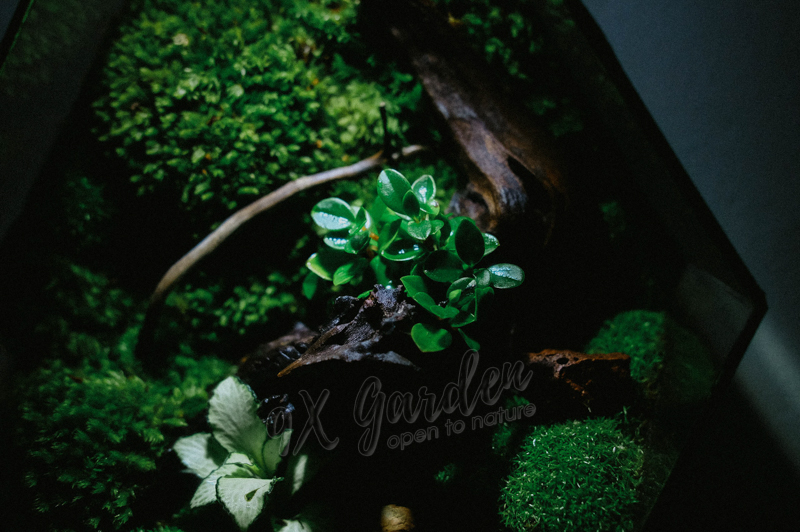Chọn cây terrarium thế nào cho đúng