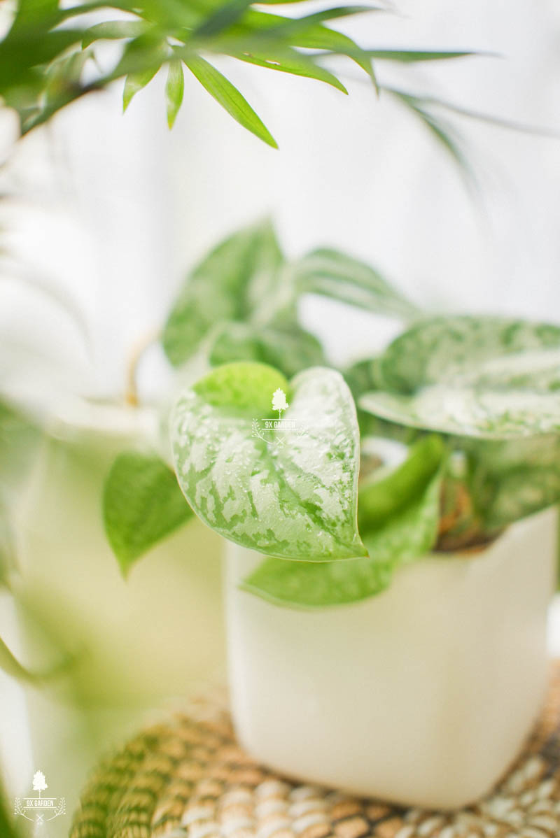 Chúng ta có đang nhìn nhận sai về cây cảnh - 9X Garden