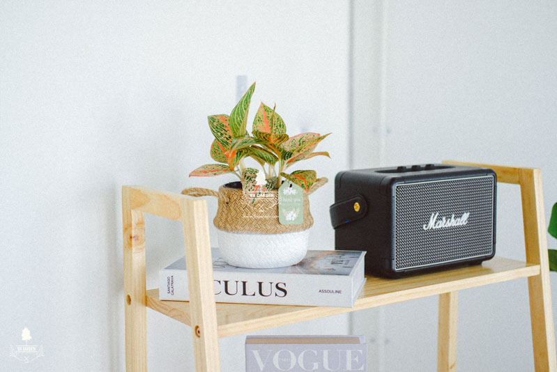 Chúng ta có đang nhìn nhận sai về cây cảnh - 9X Garden