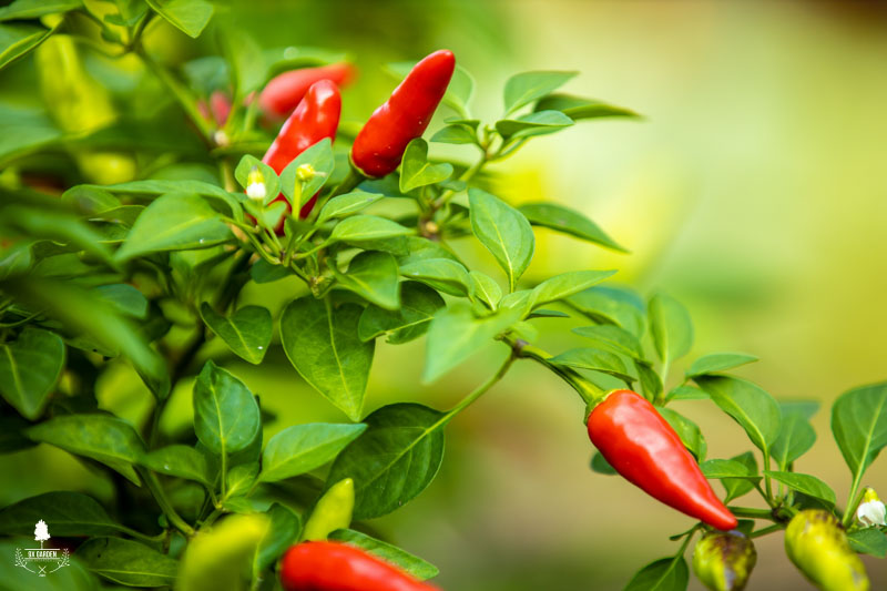 Chúng ta có đang nhìn nhận sai về cây cảnh - 9X Garden