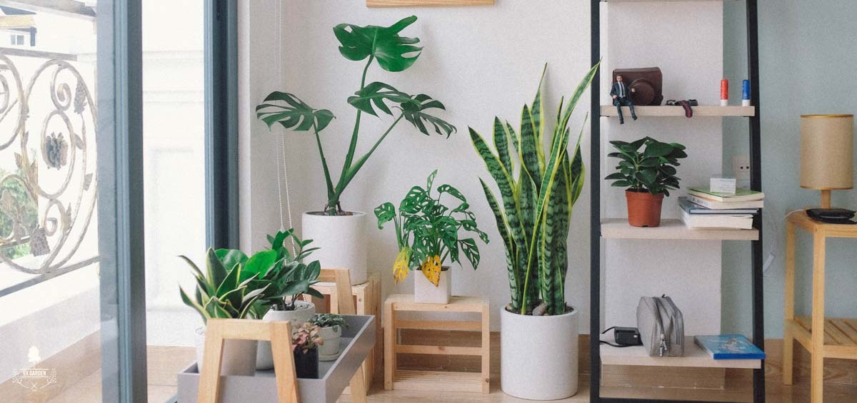 Chúng ta có đang nhìn nhận sai về cây cảnh - 9X Garden
