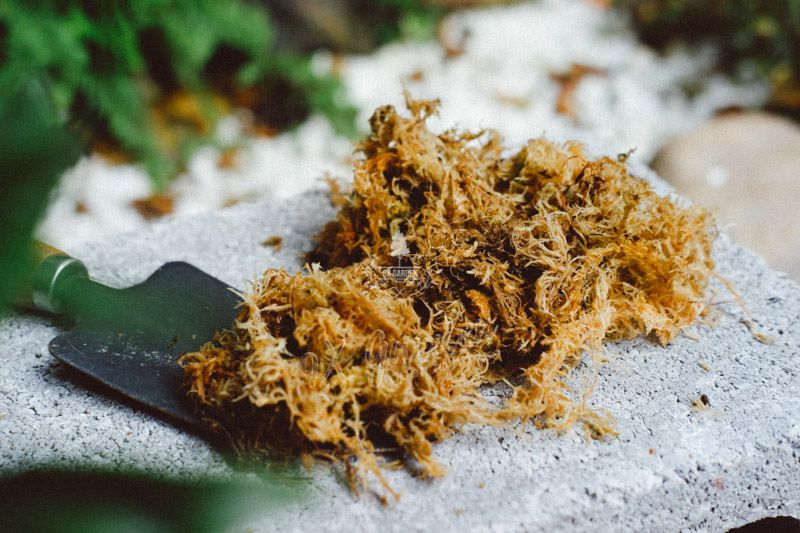 Giá thể và những điều bạn cần biết - 9X GARDEN