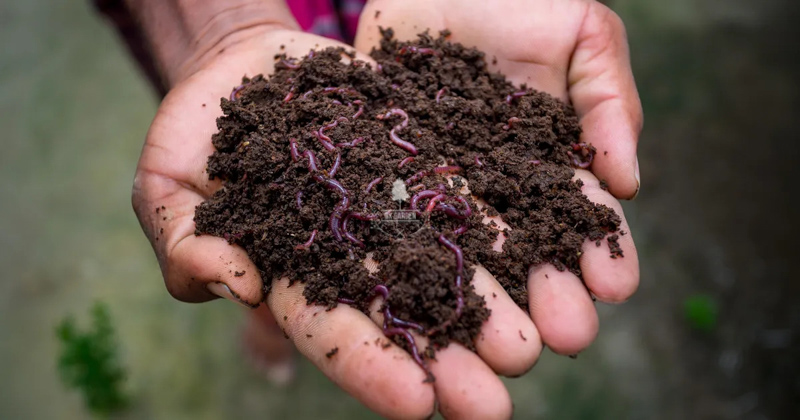 Giá thể và những điều bạn cần biết - 9X GARDEN