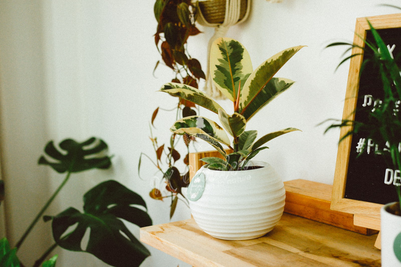 Giá thể và những điều bạn cần biết - 9X GARDEN