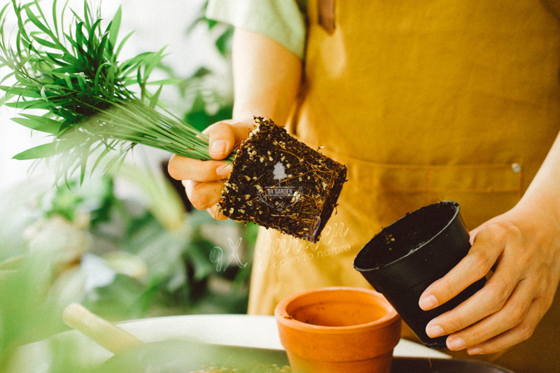 Giá thể và những điều bạn cần biết - 9X GARDEN