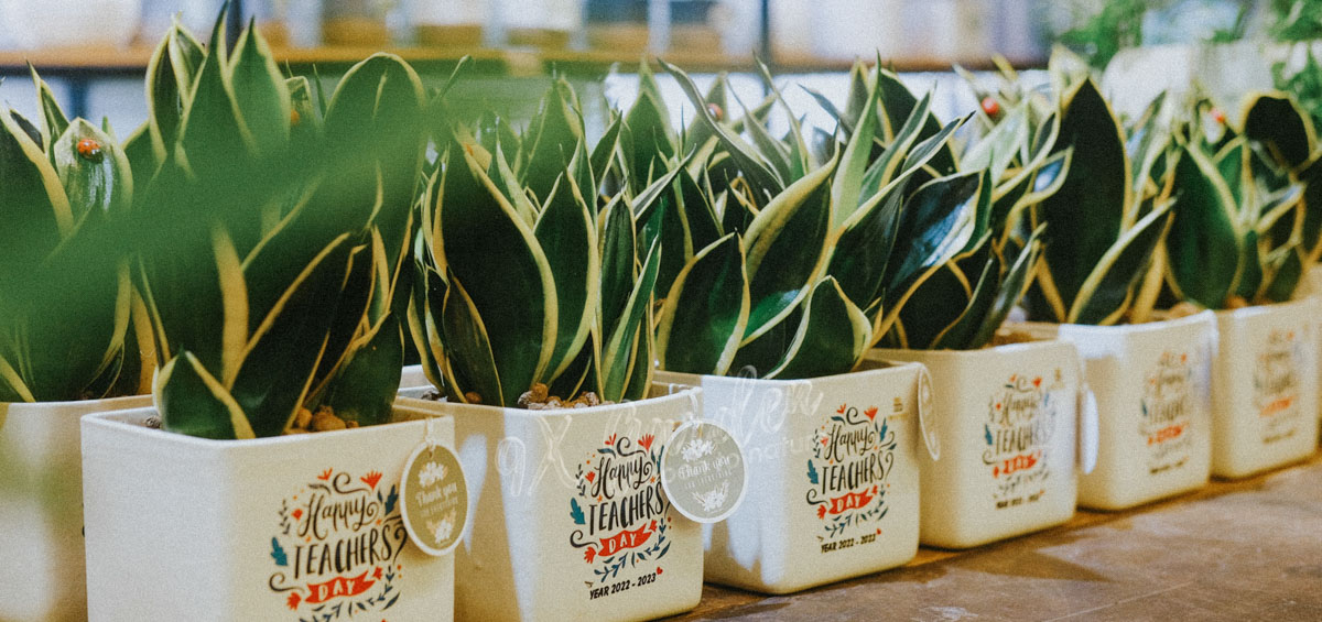 Món Quà Xanh Tri Ân Thầy Cô - 9X GARDEN