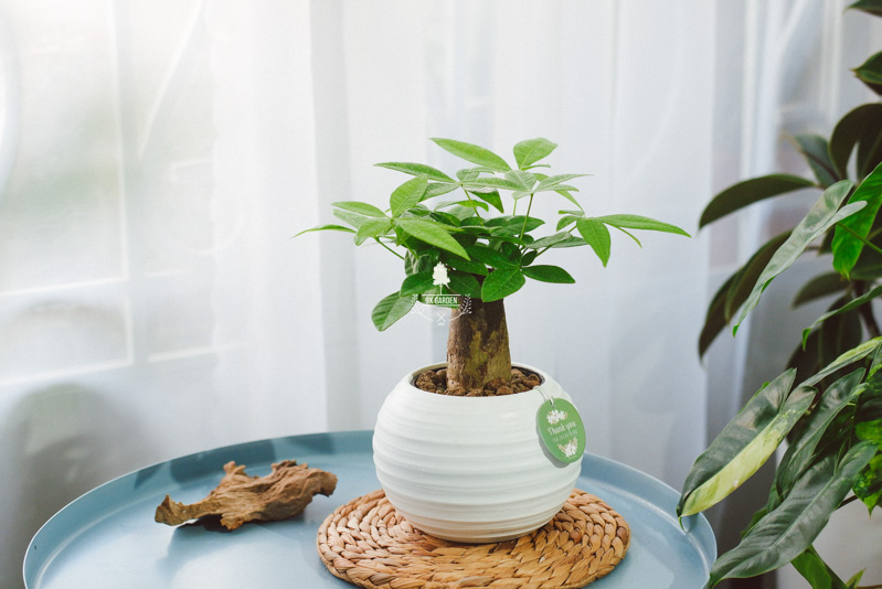 Món Quà Xanh Tri Ân Thầy Cô - 9X GARDEN