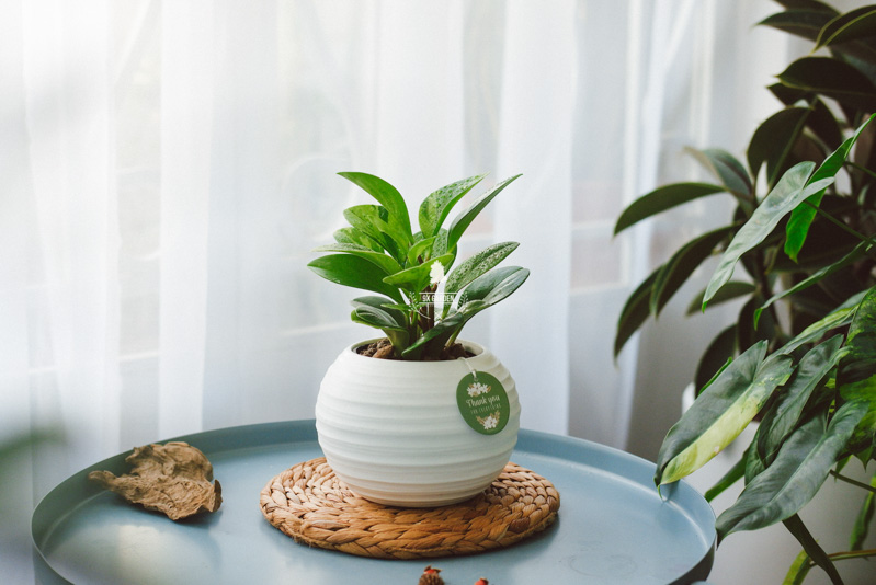 Món Quà Xanh Tri Ân Thầy Cô - 9X GARDEN