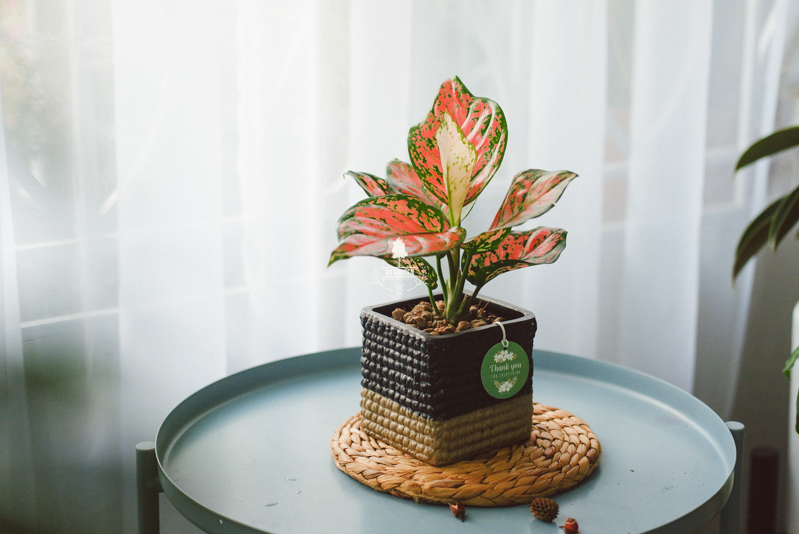 Món Quà Xanh Tri Ân Thầy Cô - 9X GARDEN