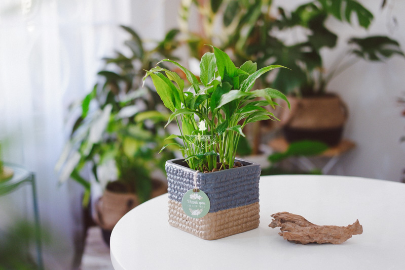 Món Quà Xanh Tri Ân Thầy Cô - 9X GARDEN