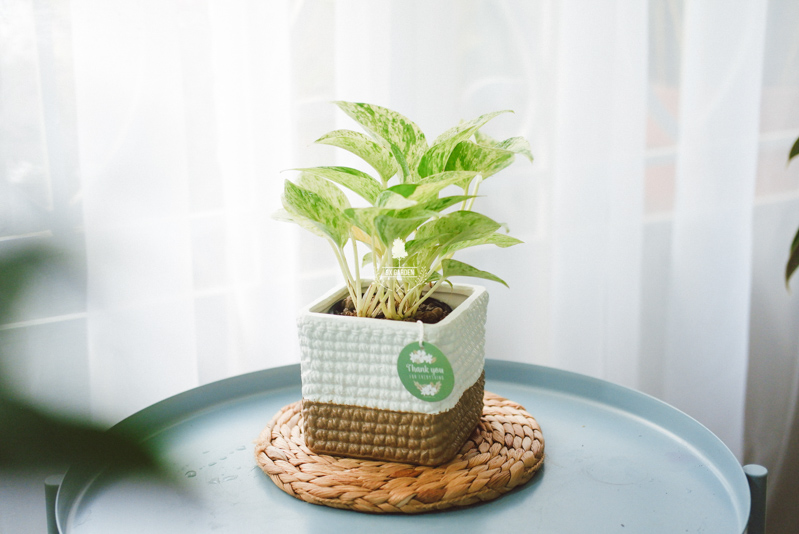 Món Quà Xanh Tri Ân Thầy Cô - 9X GARDEN