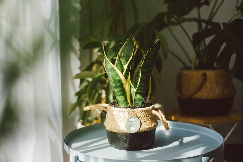 Món Quà Xanh Tri Ân Thầy Cô - 9X GARDEN