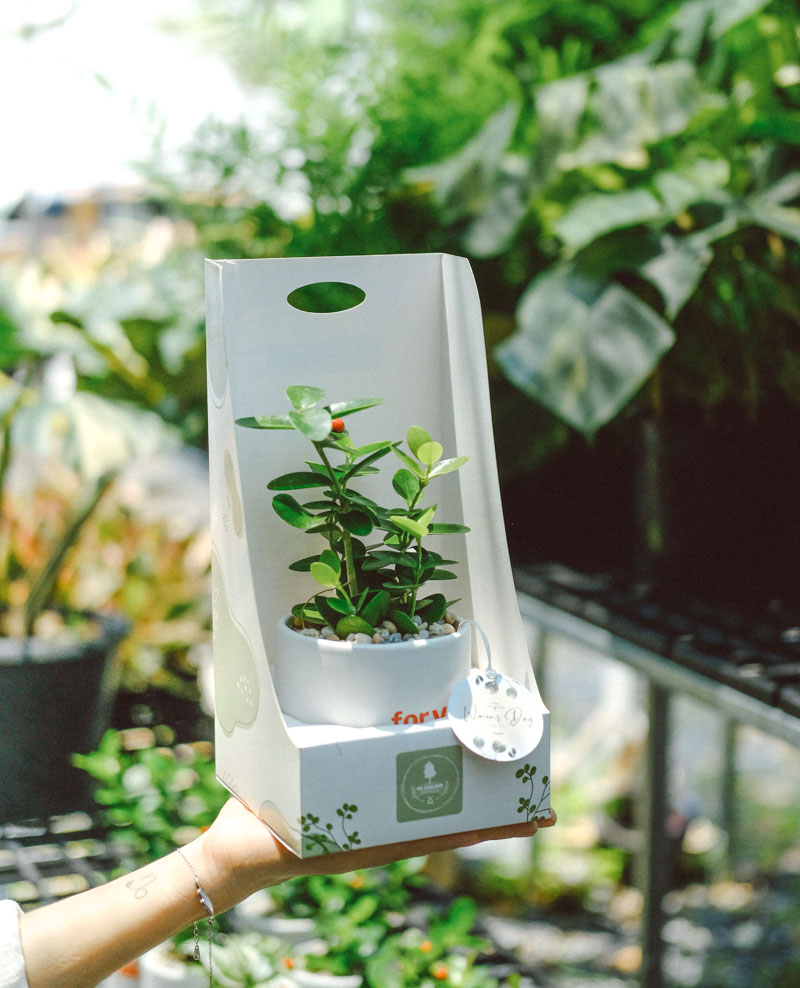 Quà tặng cây xanh -terrarium cho doanh nghiệp - 9X GARDEN
