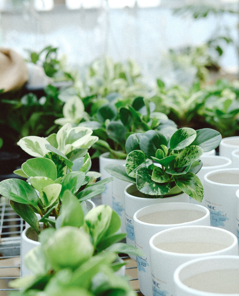 Quà tặng cây xanh -terrarium cho doanh nghiệp - 9X GARDEN