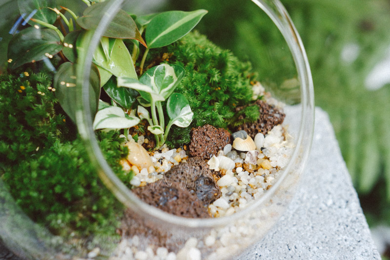 Terrarium - Bộ môn nghệ thuật đắt giá - 9X GARDEN