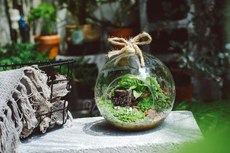 Terrarium - Bộ môn nghệ thuật đắt giá - 9X GARDEN