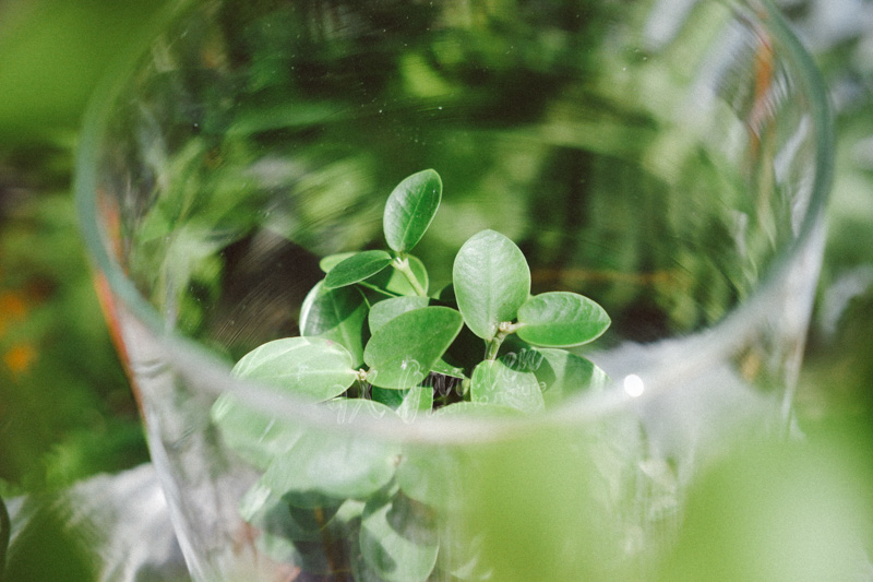 Terrarium - Bộ môn nghệ thuật đắt giá - 9X GARDEN