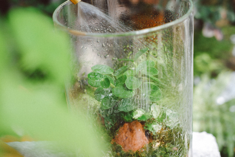 Terrarium - Bộ môn nghệ thuật đắt giá - 9X GARDEN