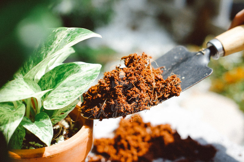 Terrarium - Bộ môn nghệ thuật đắt giá - 9X GARDEN