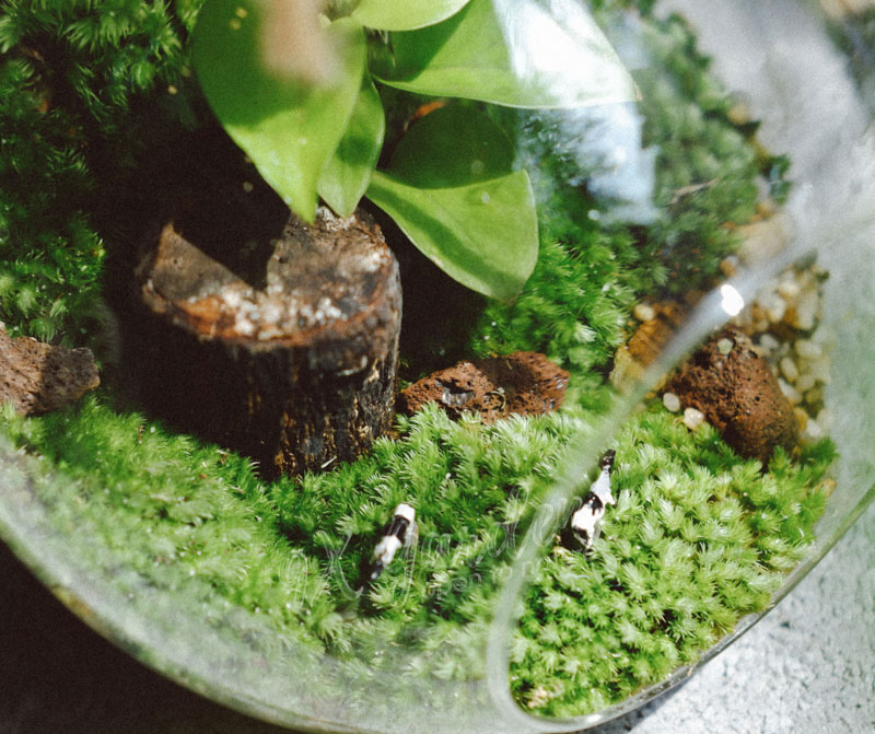 Terrarium - Bộ môn nghệ thuật đắt giá - 9X GARDEN