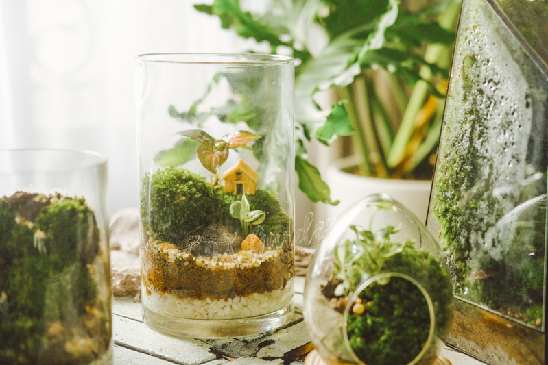 Terrarium - Bộ môn nghệ thuật đắt giá - 9X GARDEN