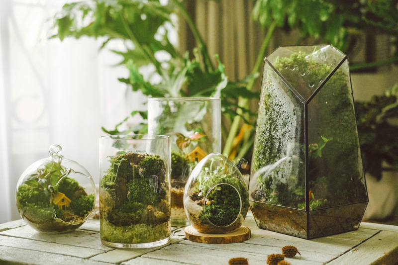 Terrarium - Bộ môn nghệ thuật đắt giá - 9X GARDEN