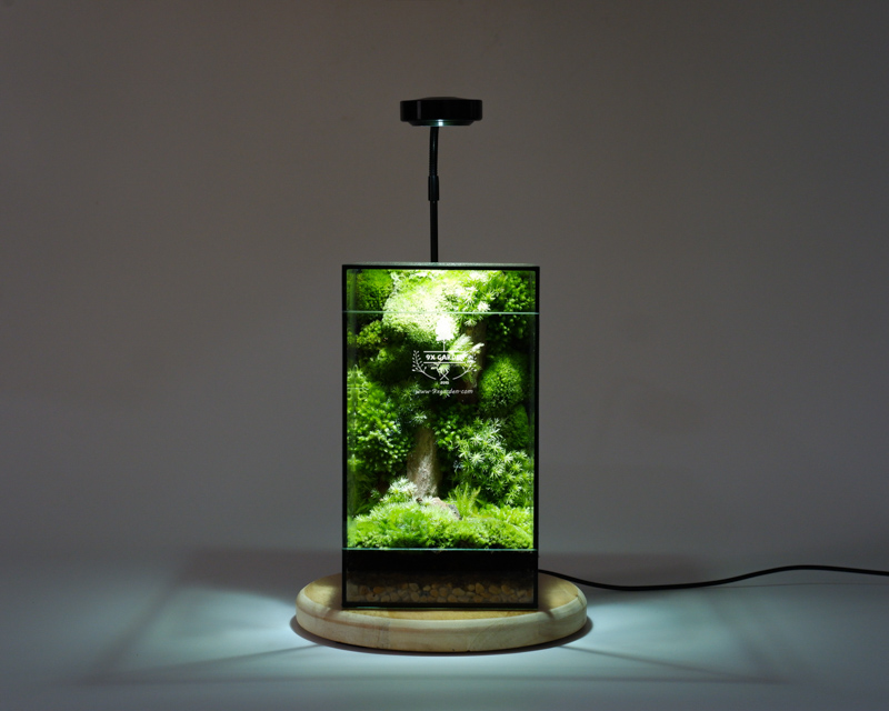 Terrarium - Bộ môn nghệ thuật đắt giá - 9X GARDEN