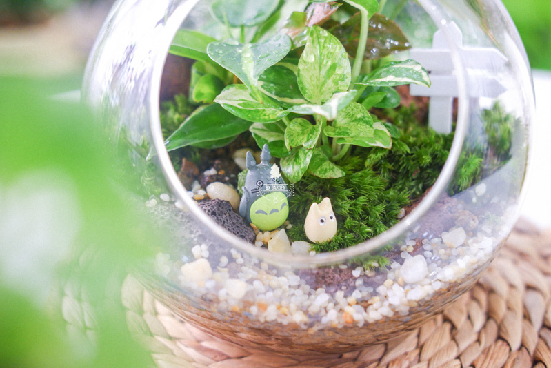 Terrarium - Bộ môn nghệ thuật đắt giá - 9X GARDEN