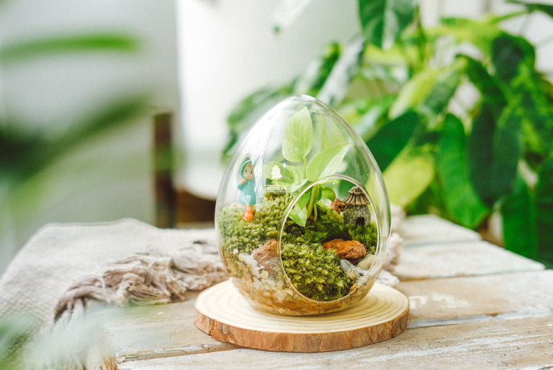 Terrarium - Bộ môn nghệ thuật đắt giá - 9X GARDEN
