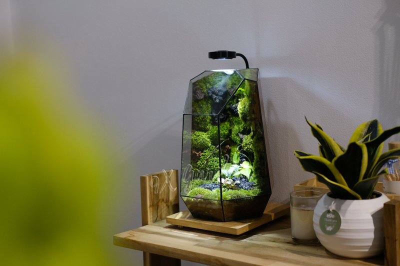 Chọn cây terrarium thế nào cho đúng