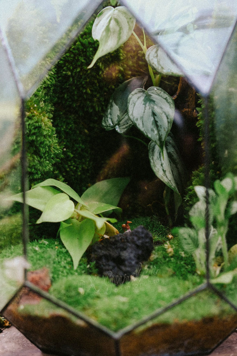 Chọn cây terrarium thế nào cho đúng