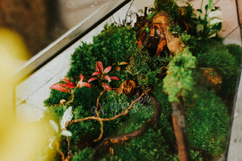 Chọn cây terrarium thế nào cho đúng