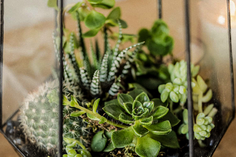 Terrarium Care & Tips: 10 sai lầm nhất định cần tránh!