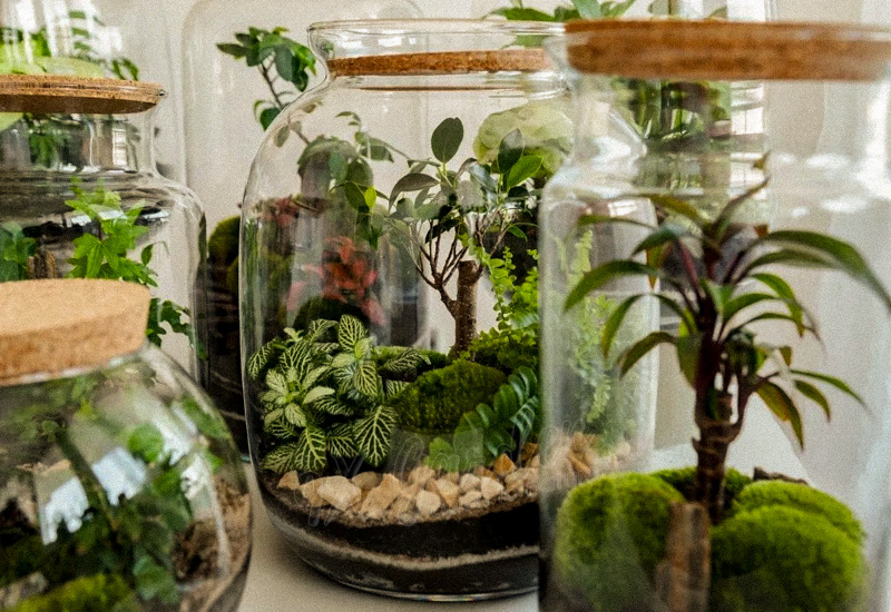 Chọn cây terrarium thế nào cho đúng