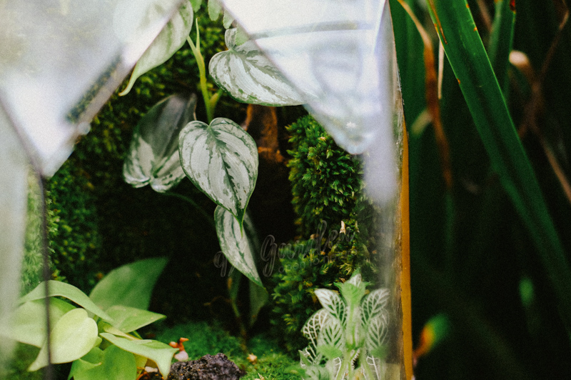 Terrarium Care & Tips: 10 sai lầm nhất định cần tránh!