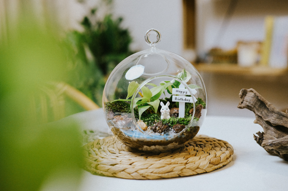 Terrarium - Tiểu cảnh trong bình thủy tinh - 9X GARDEN