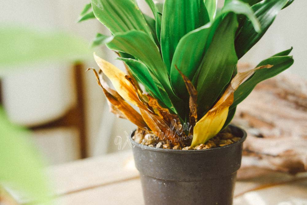 Tìm hiểu về việc tưới nước cho người mới bắt đầu- 9X GARDEN