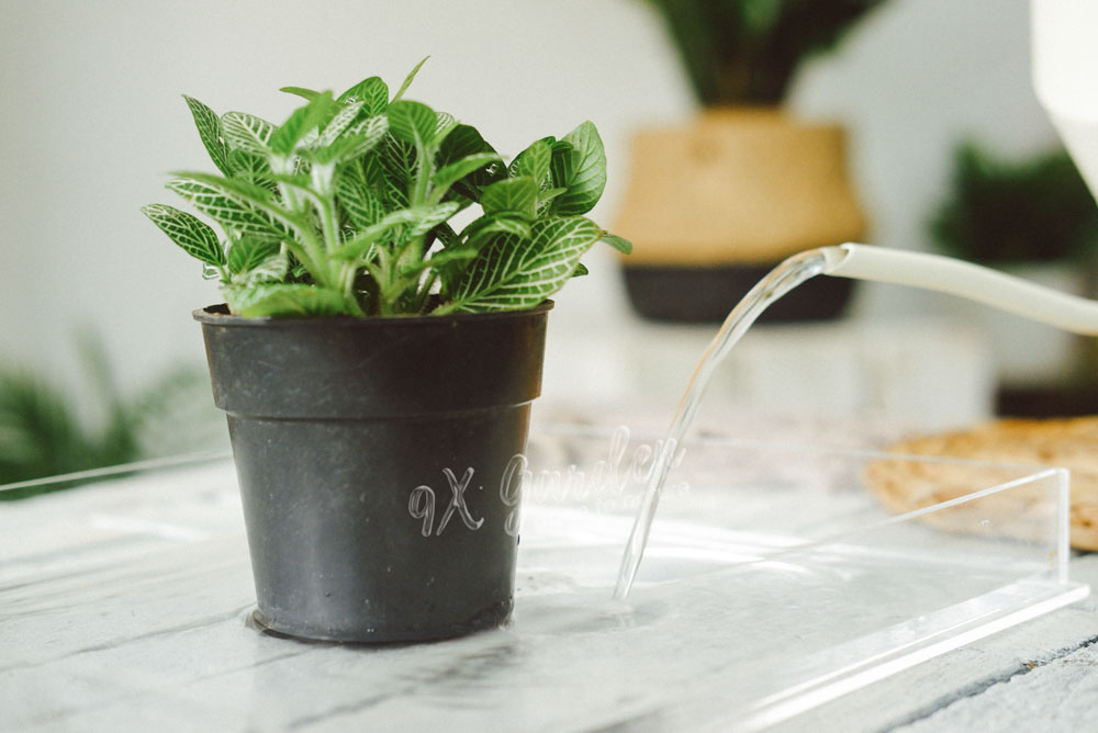 Tìm hiểu về việc tưới nước cho người mới bắt đầu- 9X GARDEN