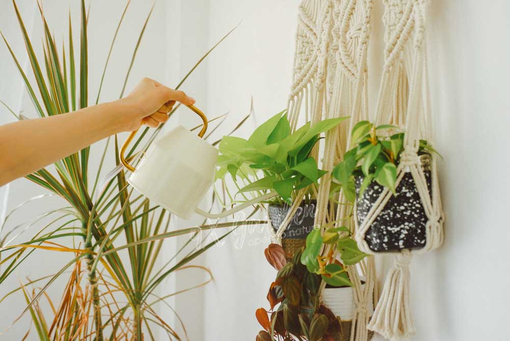 Tìm hiểu về việc tưới nước cho người mới bắt đầu- 9X GARDEN