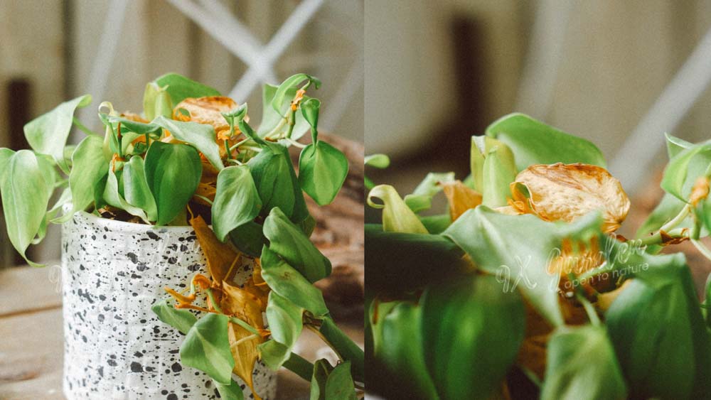 Tìm hiểu về việc tưới nước cho người mới bắt đầu- 9X GARDEN