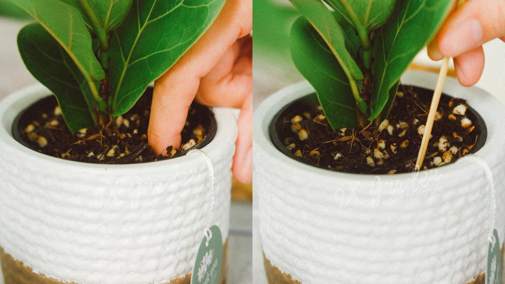 Tìm hiểu về việc tưới nước cho người mới bắt đầu- 9X GARDEN