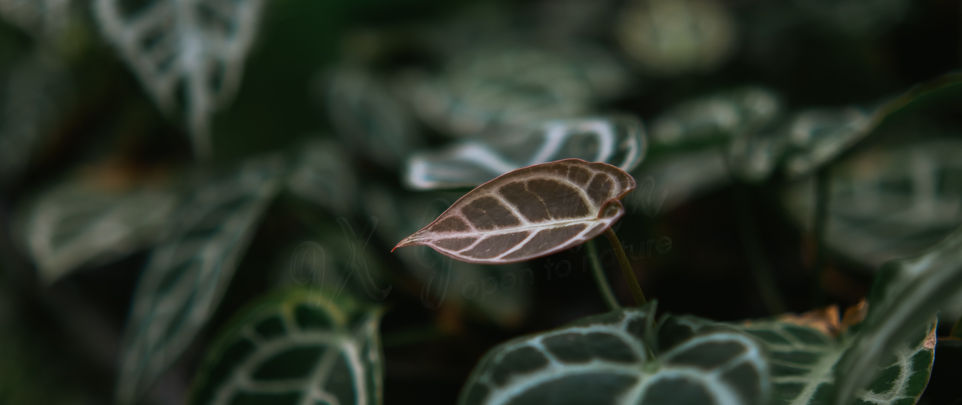 9X GARDEN