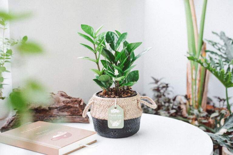 Đặc điểm và Ý nghĩa phong thủy của Kim Tiền | 9X