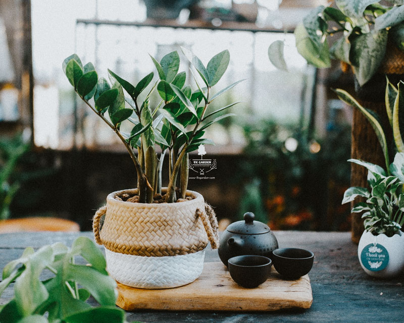 Cây Kim tiền - Cây Phong Thủy Hợp Mệnh Thủy | 9X GARDEN